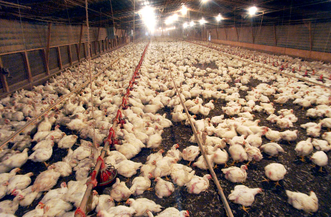 A chicken house in Seagrove, N.C. North Carolina is one of the country's largest poultry producers. As farms move closer to residential areas, neighbors are complaining that the waste generated is a potential health hazard.